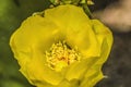 Yellow Blossom Plains Prickly Pear Cactus Blooming Macro