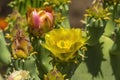 Yellow Blossom Plains Prickly Pear Cactus Blooming Macro