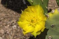 Yellow Blossom Plains Prickly Pear Cactus Blooming Macro