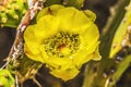 Yellow Blossom Plains Prickly Pear Cactus Blooming Macro