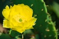 Yellow blossom of Prickly Pear Cactus flower