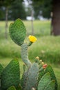 Yellow blossom of Prickly Pear Cactus flowers