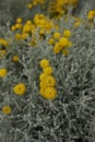 Yellow blossom of Santolina plants