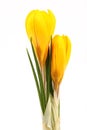 Yellow blossom of spring flowers crocuses on white background Royalty Free Stock Photo