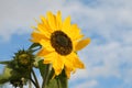 Yellow blossom of a sunflower and a bud against a blue sky with clouds, copy space, selected focus Royalty Free Stock Photo