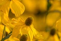 Yellow blossom Royalty Free Stock Photo