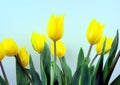 Yellow blossom tulips flowers with light blue background.