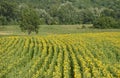 Yellow blossomed sunflower in the field