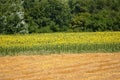 Yellow blossomed sunflower in the field