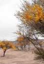 Yellow Blossomed tree in Chilean central region