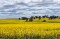 Yellow blossoming canola rapeseed crops with trees in background against cloudy sky