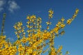 Yellow blossoming forsythia against the blue sky Royalty Free Stock Photo