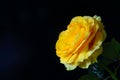 Yellow blossoming rose on a black background Royalty Free Stock Photo