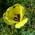 Yellow blossoming tulip with insects close-up