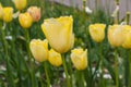 Yellow blossoming tulips in the garden