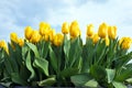 Yellow blossoming tulips against a blue sky in Netherlands