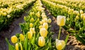 Yellow blossoming tulips in early morning sunlight Royalty Free Stock Photo