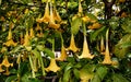 Yellow blossoms of Angel`s trumpets Brugmansia tree flowers - amazing tropical plants, in Barcelona park. Royalty Free Stock Photo