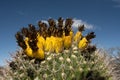 Yellow Blossoms on Barrel Cactus after rain in Saguaro