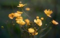 Yellow blossoms of Bulbous buttercup  flower in a blurry background Royalty Free Stock Photo