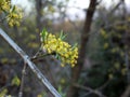 Yellow blossoms of Cornus mas. Flowers of Cornelian cherry bush in the early spring. Dogwood, cornel, flowering. Royalty Free Stock Photo