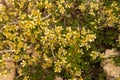 Yellow Blossoms Cover Bush Along Trail In Bryce Royalty Free Stock Photo