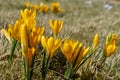 Yellow blossoms of crocuses Colchicum autumnale on a meadow Royalty Free Stock Photo