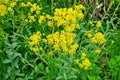 Yellow blossoms of dyerÃÂ´s woad, a plant for dyeing blue/blooming woad/blue staining plant