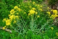 Yellow blossoms of dyerÃÂ´s woad, a plant for dyeing blue/blooming woad/blue staining plant