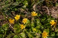 Yellow blossoms of fig buttercups blooming in springtime