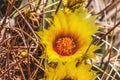 Yellow Blossoms Fishhook Barrel Cactus Blooming Macro Royalty Free Stock Photo