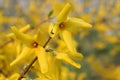 Yellow blossoms of forsythia Royalty Free Stock Photo