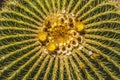 Yellow Blossoms Golden Barrel Cactus Blooming Macro Royalty Free Stock Photo