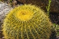 Yellow Blossoms Golden Barrel Cactus Blooming Macro Royalty Free Stock Photo