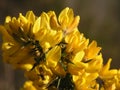 Yellow Blossoms of Irish Broom