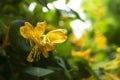 Yellow blossoms in nature