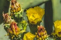 Yellow Blossoms Plains Prickly Pear Cactus Blooming Macro