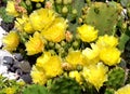 Yellow Blossoms Of Prickly Pear Cactus