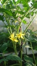 Yellow blossoms of tomatoe in greenhouse