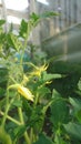 Yellow blossoms of tomatoe