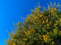 Palo Verde Tree Desert Arizona Royalty Free Stock Photo