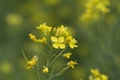 Yellow Blossoms on Turnip Greens - Brassica rapa Royalty Free Stock Photo