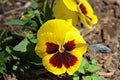 Yellow Blotch Pansy is spectacular Royalty Free Stock Photo