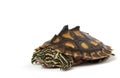 Yellow Blotched Map Turtle Royalty Free Stock Photo