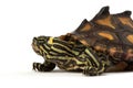 Yellow Blotched Map Turtle Royalty Free Stock Photo