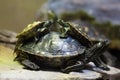 Yellow-blotched map turtle (Graptemys flavimaculata) Royalty Free Stock Photo