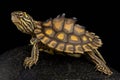 Yellow-blotched map turtle Graptemys flavimaculata Royalty Free Stock Photo