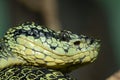 Yellow-blotched palm pitviper Royalty Free Stock Photo