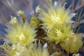 Yellow Blue Barrel Cactus Flowers