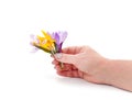 Yellow and blue bouquet of crocuses in hand Royalty Free Stock Photo
